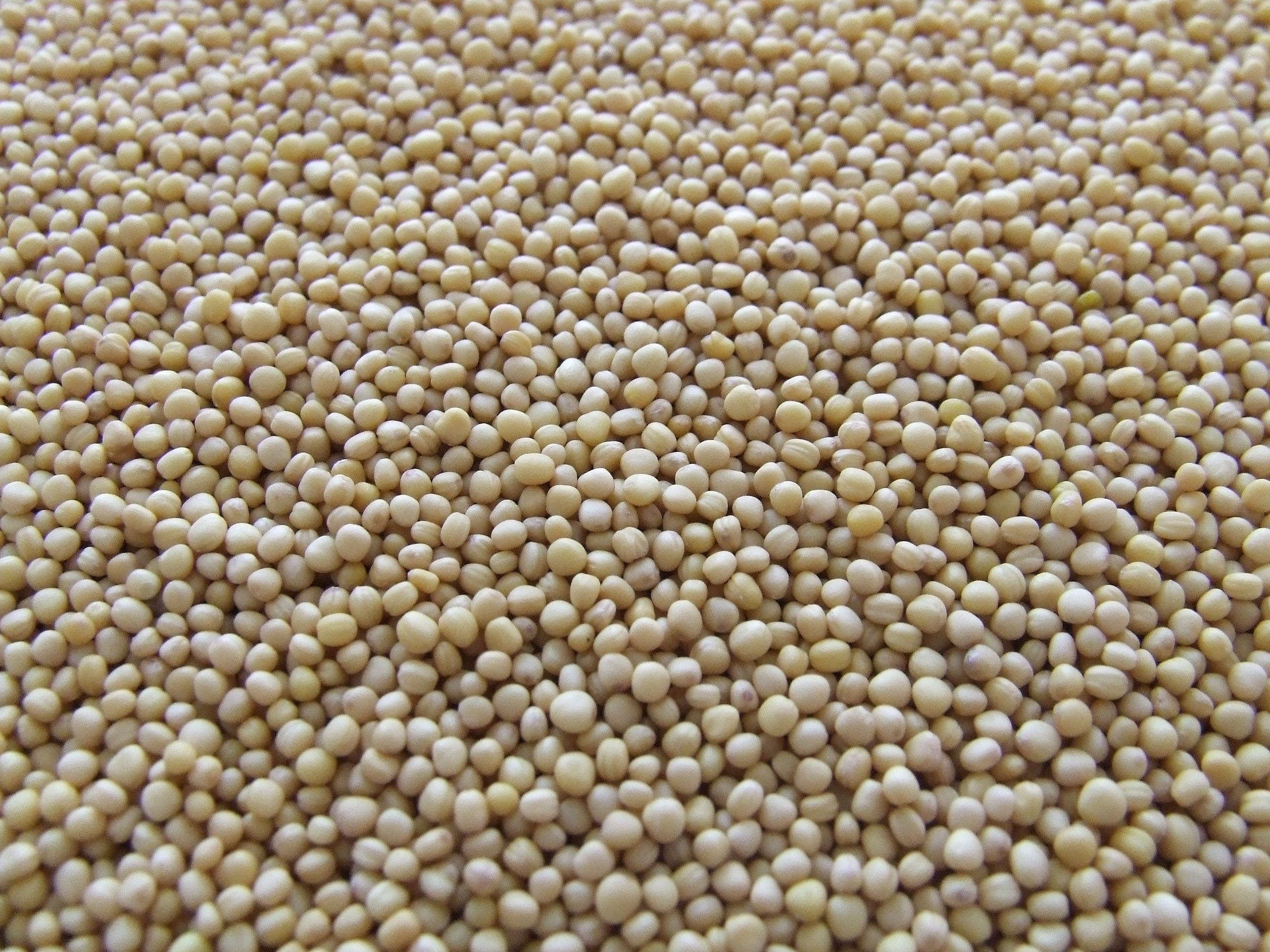Yellow Mustard Seeds exporter India